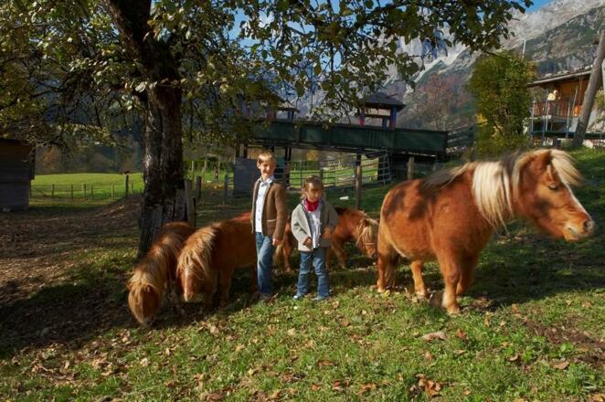 Unsere Zwergpony´s am Bauernhof Wildau im Lammerta