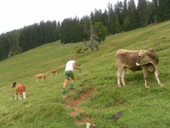 Almwiesen zum Rechenbergsattel