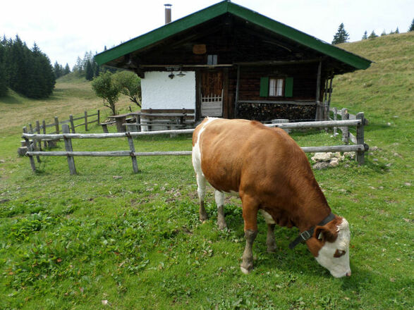 sauermöseralm mit kuh