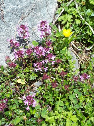 Bunte Almwiesen mit Thymian