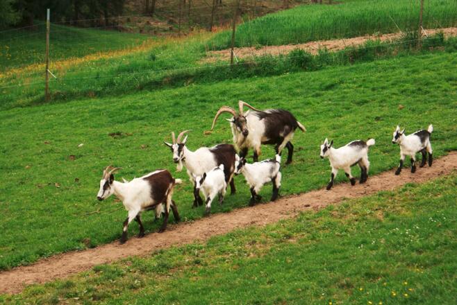 Arche-Hof mit Ziegen