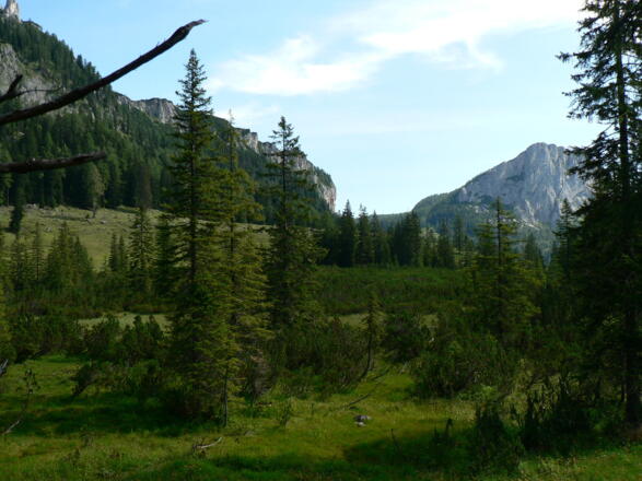 Lebendes Hochmoor &quot;Filzmoos&quot;