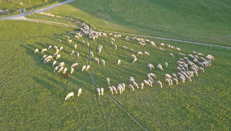 Schafe auf Abendweide (Foto Kuonen)