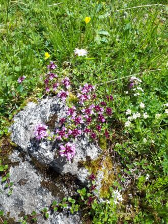 Blütenzauber mit Thymian und Labkraut