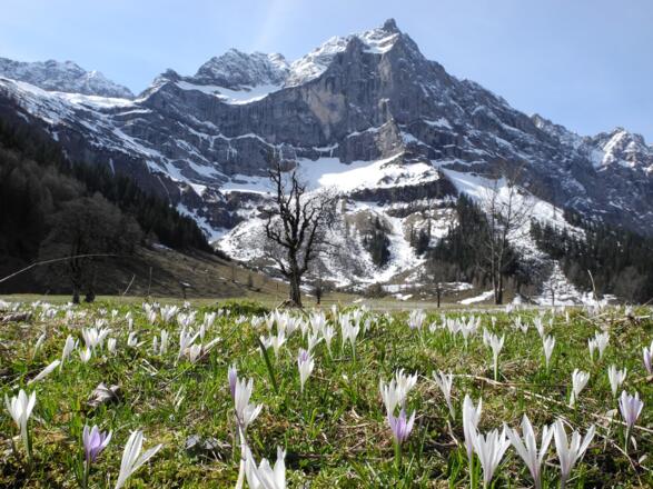 Frühling am Großen Ahornboden