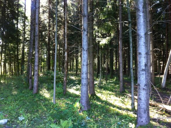 Nenzing, Scheibenstuhl u. Brandopferplatz
