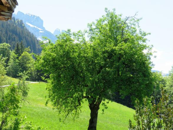 Obstbäume im Garten