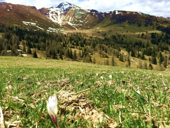Falky schaut von der Ponyalm ins Gontal