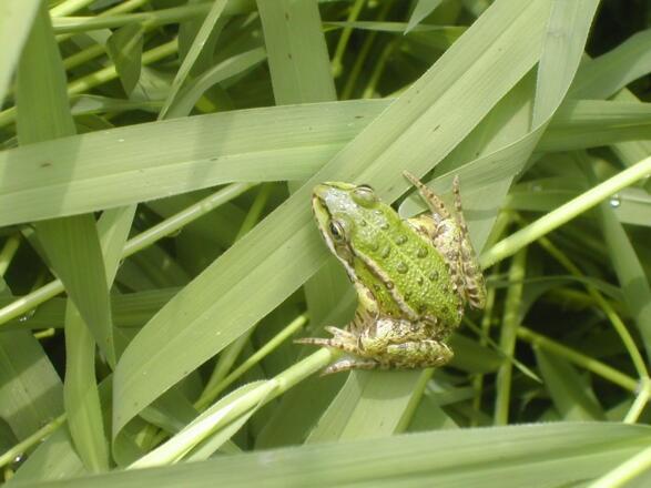 Wasserfrosch