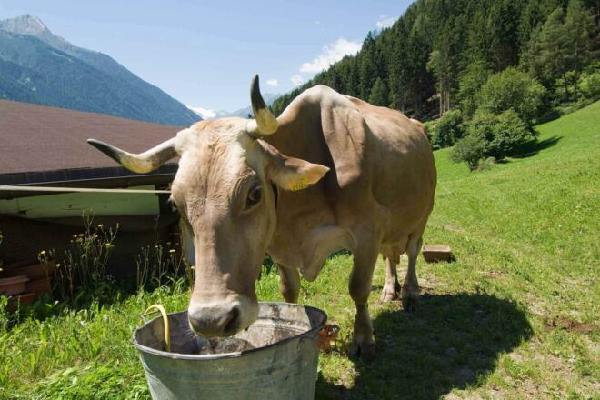 Tiere am Bauernhof - Kühe