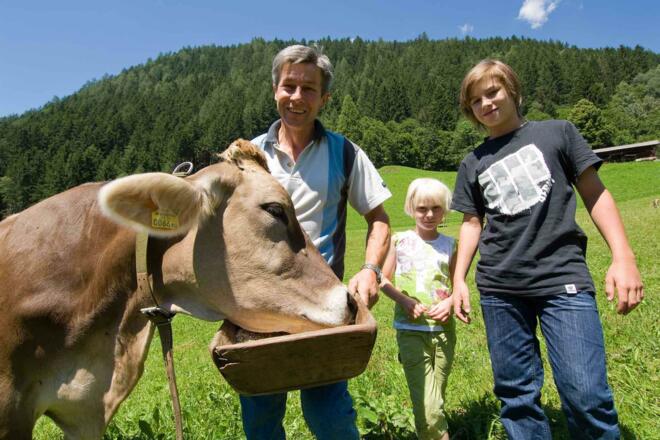 Tiere am Bauernhof - Kühe