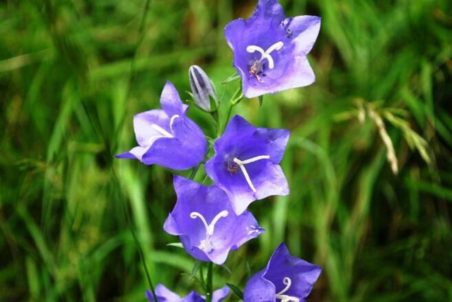 Glockenblumen