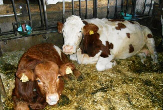 Mutterkuh mit ihrem Kalb