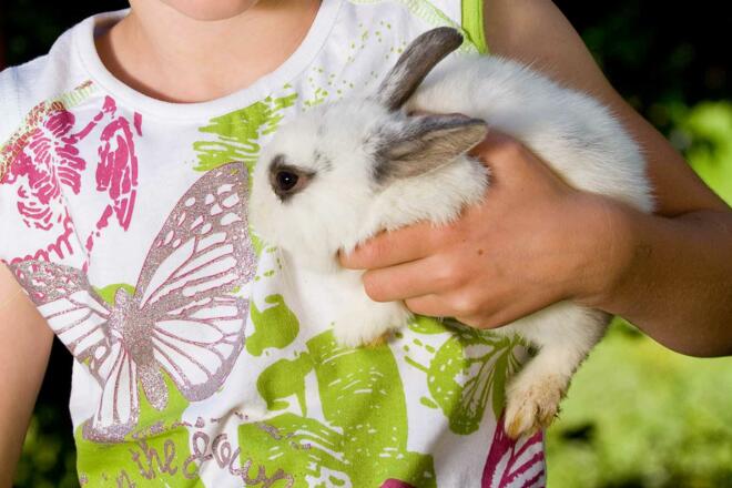 Tiere am Bauernhof - Hasen