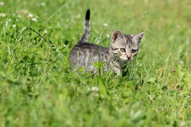 Tiere am Bauernhof - Katzen
