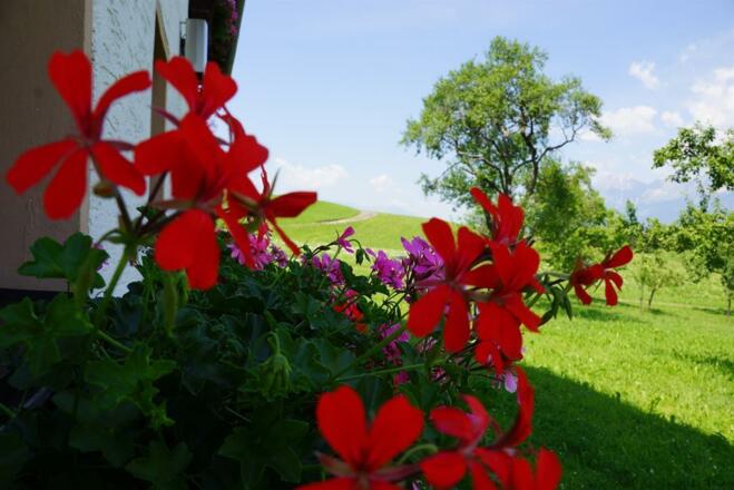Pfunerhof, Blumen/Garten