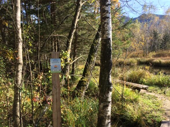 Herbst am Morrundweg Staudach-Egerndach