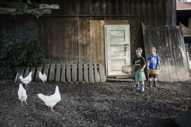 Hennen füttern am Bauernhof
