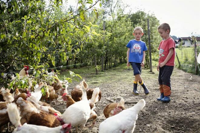 Hühner am Biohof Sturmhof in Tirol