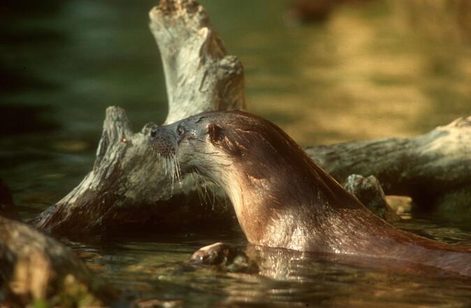 Fischotter
