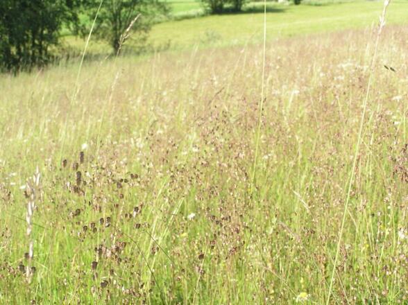 Magerwiese mit Zittergras