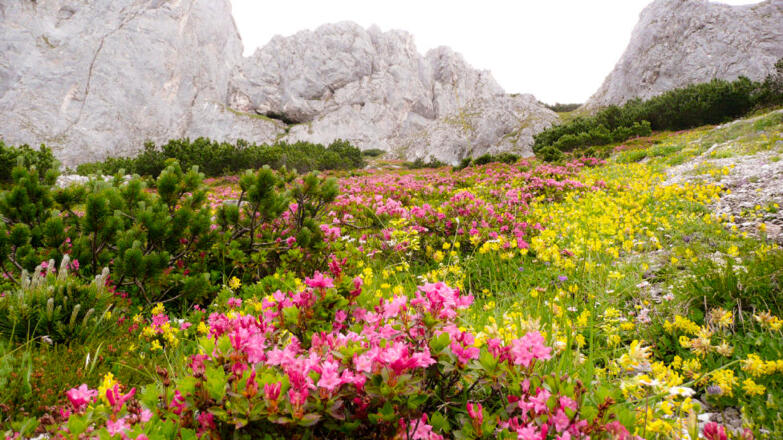Naturschutzgebiet Tennengebirge, Alpenfauna in prachtvoller Blüte