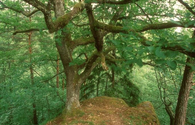 Traubeneiche auf einer Felsnase