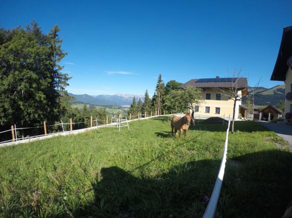 Ferienwohnung Pferde