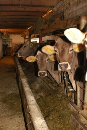 Alpenbauernhof Gröbenhof Kühe