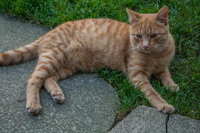 Katze Biohof Stadler