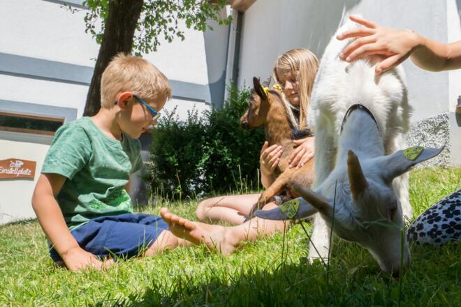Ziegen streicheln `Biohof Stadler`