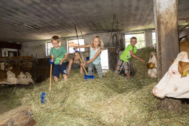 Kühe füttern `Biohof Stadler`