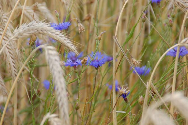 Kornfeld mit Kornblumen Biohof Stadler