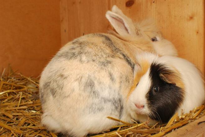 Alpenbauernhof Gröbenhof Hase und Meerschwein