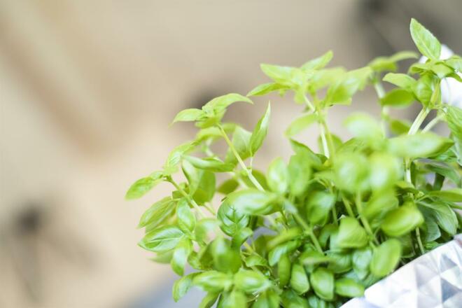 andreschoenherr_DSC4656