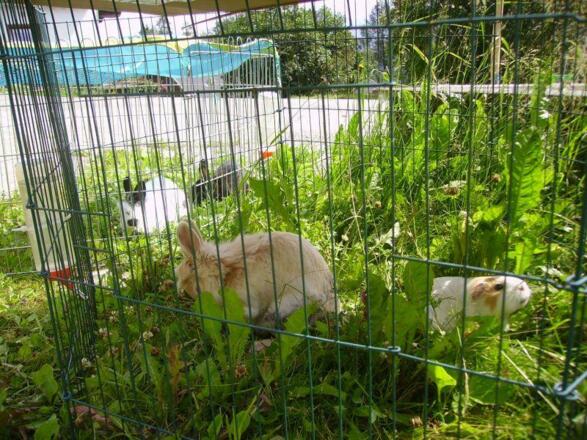 Alpenbauernhof Gröbenhof Hasen