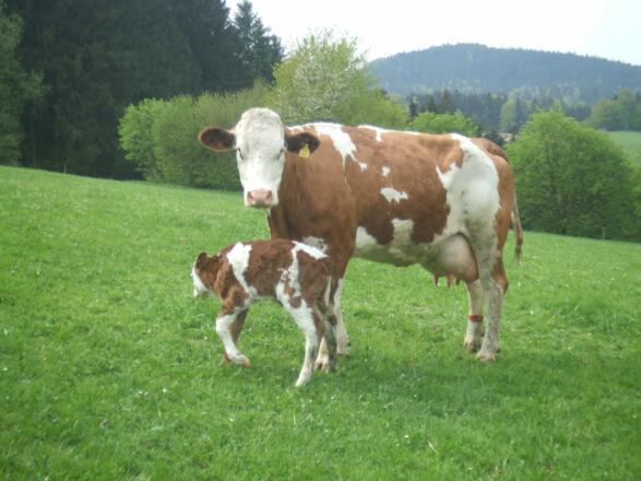 Kuh mit Kälbchen Biohof Stadler