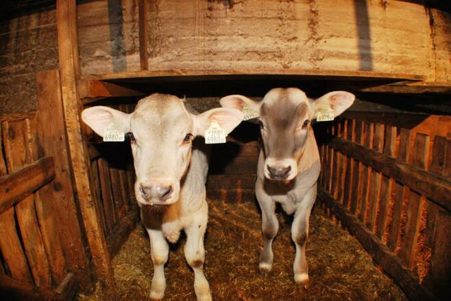 Alpenbauernhof Gröbenhof Kälbchen