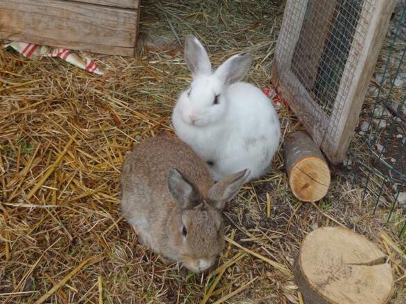 Damelerhof Stubaital Kaninchen