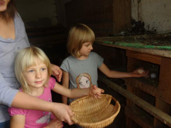frische Bio-Eier aus dem Hühnernest