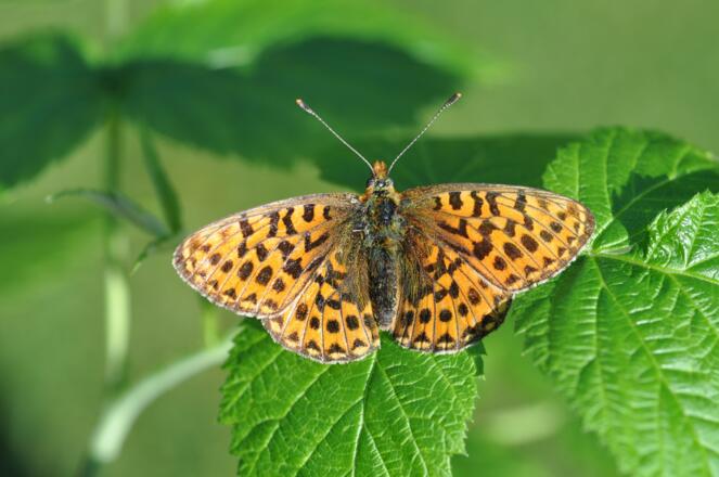 Früher Perlmuttfalter