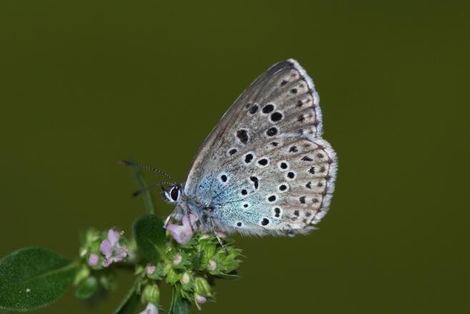 Thymian-Ameisenbläuling