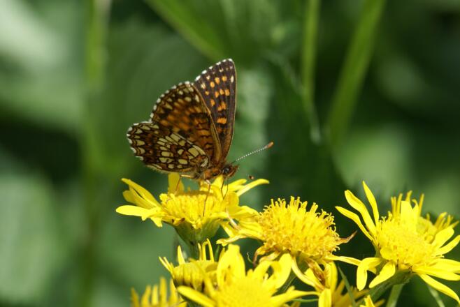 Baldrian-Scheckenfalter