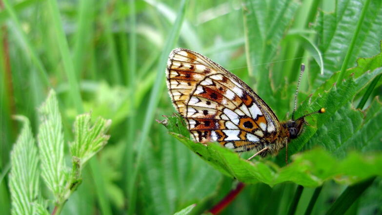Sumpfwiesen-Perlmuttfalter