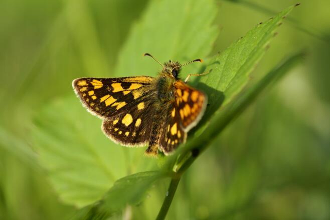 Gelbwürfeliger Dickkopffalter