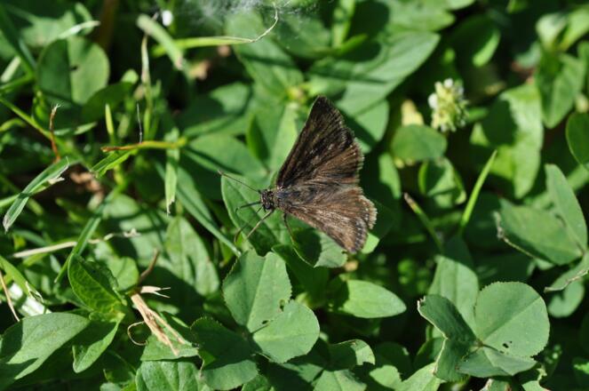 Dunkler Dickkopffalter