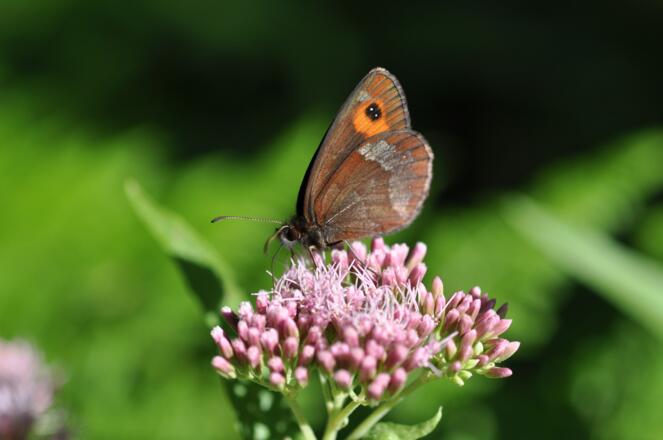 Graubindiger Mohrenfalter