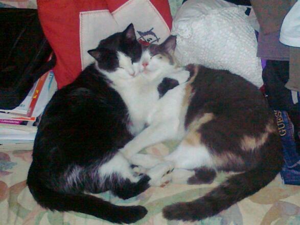 Rambo &amp; Samtpfote