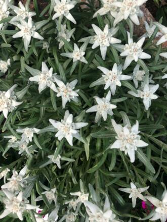 Edelweiss