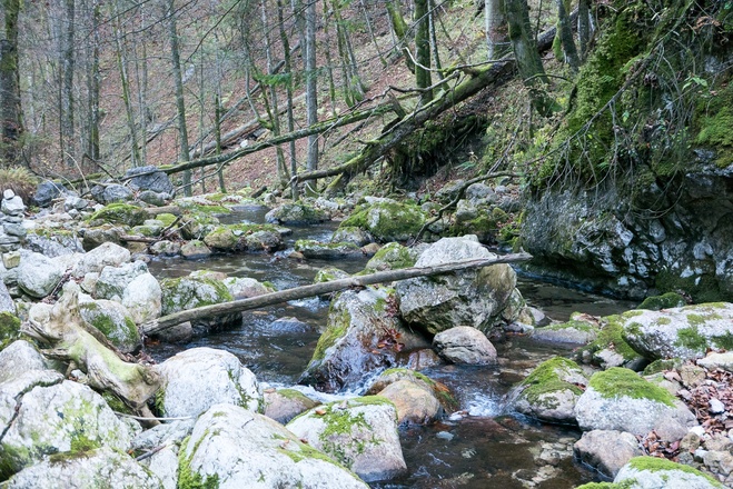 Hier führt der Weg direkt am Thoraubach entlang